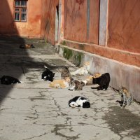 Весенние коты :: Татьяна Старчикова