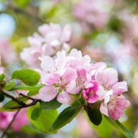 Словно Сакура в цвету, яблоня цветущая :: Ксения Краснова