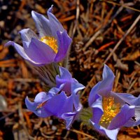 Забайкальские вергульки-первые цветы :: Елена Фалилеева-Диомидова