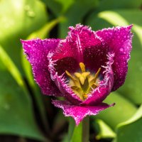 Тюльпаны-весенние цветы! :: Борис Кононов