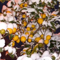 Лимоны под снегом. :: Оля Богданович