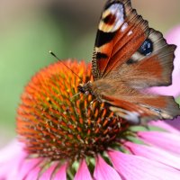 Прекрасная летняя погода с бабочкой. :: Lada Kozlova
