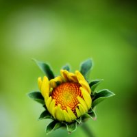 солнечный цветок :: Олька Никулочкина