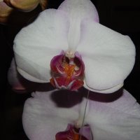 Орхидея :: Лилия 