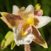 Орхидея, дремлик болотный :: Валерий 