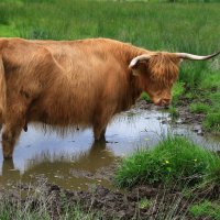 высокогорная шотландская корова :: Лидия Юсупова