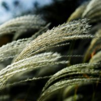 Пампасная трава :: fotograf3d Скащенков