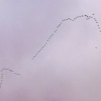 Птицы в небе :: Nina Yudicheva