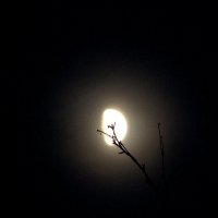 Ветка на фоне луны :: Наталья Герасимова