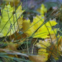 Осень, листья, иголки :: Павел Вышер