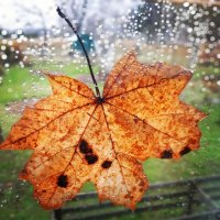 Осенний дождь :: Мария Гуськова