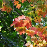 Листья кленовые, листья осенние.... :: Galina Leskova