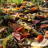 Сыплет черёмуха листьями... :: Нина Сироткина 