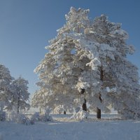 Вечер в зимнем бору! :: АНАТОЛИЙ ВАСИЛЬЕВ 