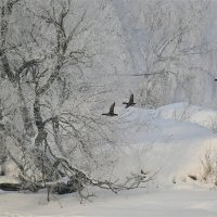 Кряквы в зимнем пейзаже :: IRINA FILIPPOVA