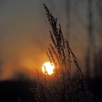 Февральское солнце :: Александр Зиновьев