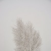 Природа под снегом :: елена 