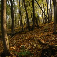 Осенний лес :: Игорь Шевердин