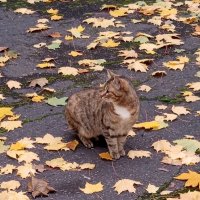 Осенняя кошка :: Наталья И