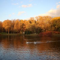 Осень на Лебяжьем пруду :: Наталья Герасимова