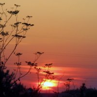 ..закат  солнца среди луговых трав.. :: galalog galalog