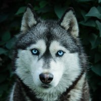 Почти волк :: Евгения Каравашкина