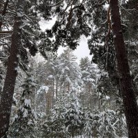 – Лягте, мягкие снега, на леса и на луга, тропы застелите... :: Михаил Андреев