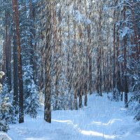 Зимний лес :: Надежда Постникова