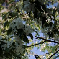 Синица и белые цветы яблони :: Дарья Трифанова