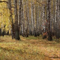 Прогулка в осеннем лесу. :: Нина Сироткина 