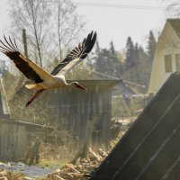 Аист в деревне :: Сергей Михайлов