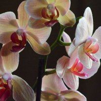 Орхидея :: Екатерина 
