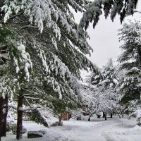 Зимушка-зима :: Luba Filatova