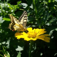 Бабочка на цветке. :: Инна Буян
