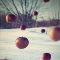 яблоки на снегу :: Руслан Алимов