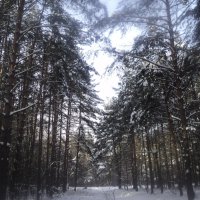 Зима в лесу. :: Ольга Кривых