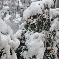 Апельсины под снегом. :: Лея Дар