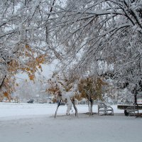 Железное дерево :: SEYMUR 