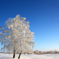 Зима! :: Евгения 