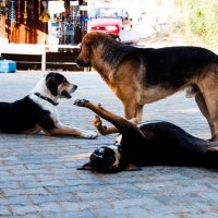 Bodrum dogs :: Наташа Шахова