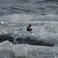 водяной воробей или оляпка :: руслан 