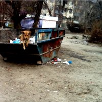 Собака :: Dastan Umottegin