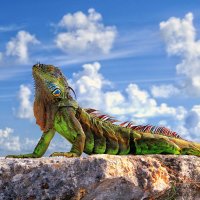 Dragon of Key West... :: Roman Mordashev