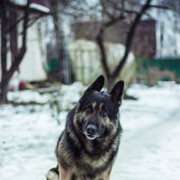 Моя собака :: Григорий Никитин