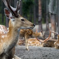 ... :: Роман Андреев