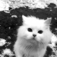 кошка :: Юлия Закопайло