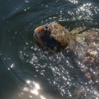 Черепаха Тортилла :: redfox 