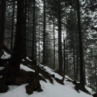Туманный лес :: Дмитрий 