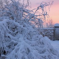 А у нас во дворе... :: Нина Прокопенко