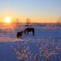 Пейзаж с лошадками :: Aнна Зарубина